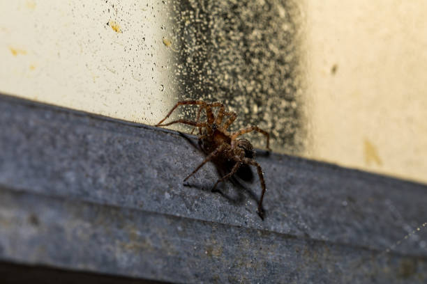 istock A Macro of an Orb Weaver an industrial style window frame 915013252