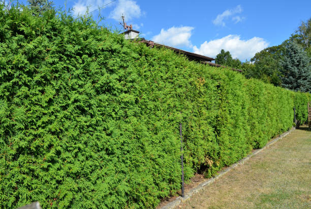 istock Long green hedge with a blue sky background. 915016432