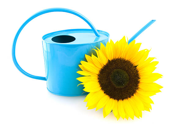 Large blue watering can for gardening. Summer season for watering plants and caring for grass in the country