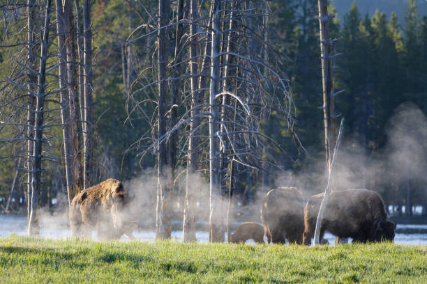istock Genetically Pure American Bison - Yellowstone National Park. 915021112