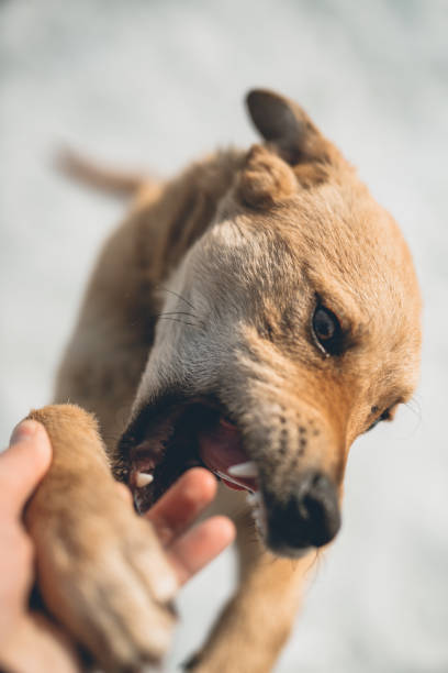 istock Cheerful dog playing with owner 915025162