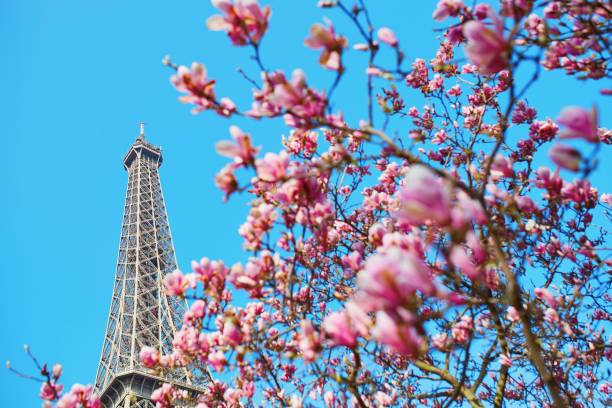 istock Pink magnolia flowers with Eiffel tower 915025212