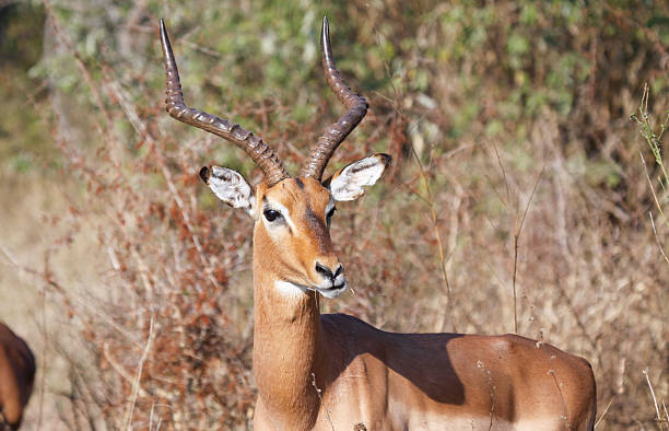 istock Impala in Kruger Park, South Africa 91502676