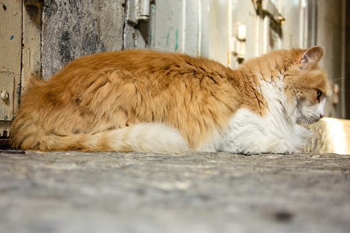 Wild cat roaming the streets of the old city of Jerusalem in Israel