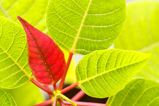 Vibrant green plant leaves with a single red one