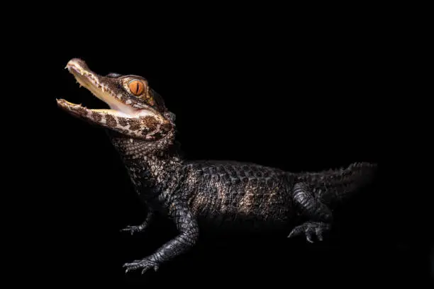 Photo of paleosuchus palpebrosus