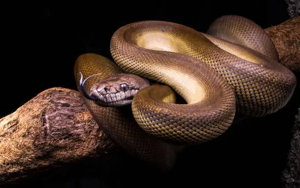 A large snake, with adults growing to lengths of over 5 m (17 feet). However, they are not nearly as heavy bodied as other pythons, weighing in at no more than about 22.5 kg (50 lb). They are noted for having the ability to change color, though the exact mechanism and reasons for it are not completely understood.