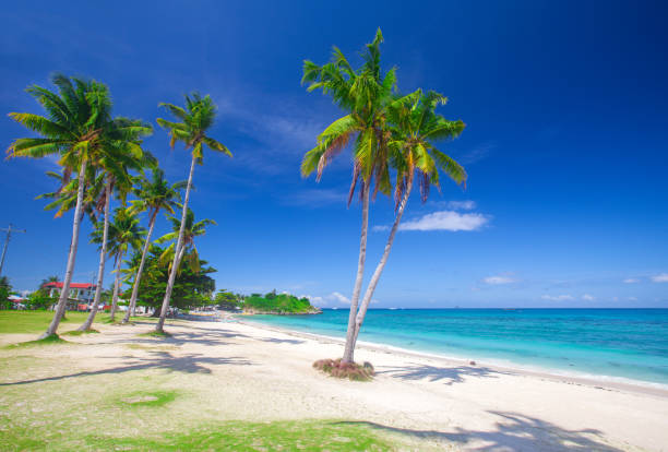 istock tropical beach with coconut palm 915032156