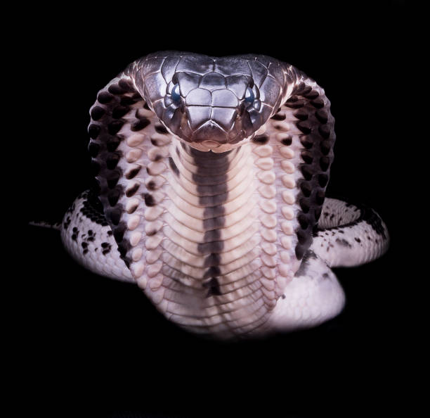 Naja siamensis This is a medium-sized cobra with a rather thin body compared to other cobras. The body color of this species is variable from grey to brown to black, with white spots or stripes. siamensis stock pictures, royalty-free photos & images