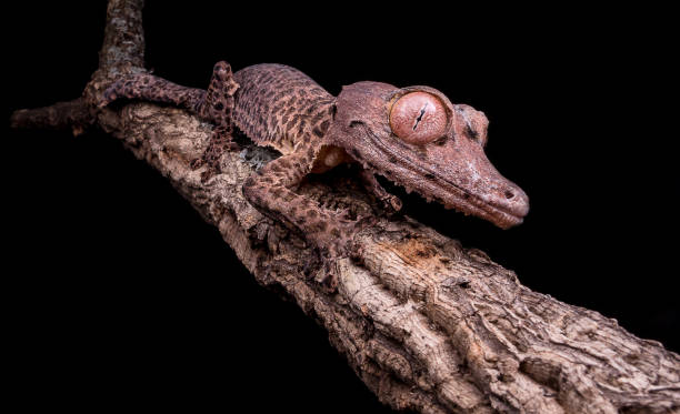 uroplatus henkeli - gecko animal night wildlife imagens e fotografias de stock