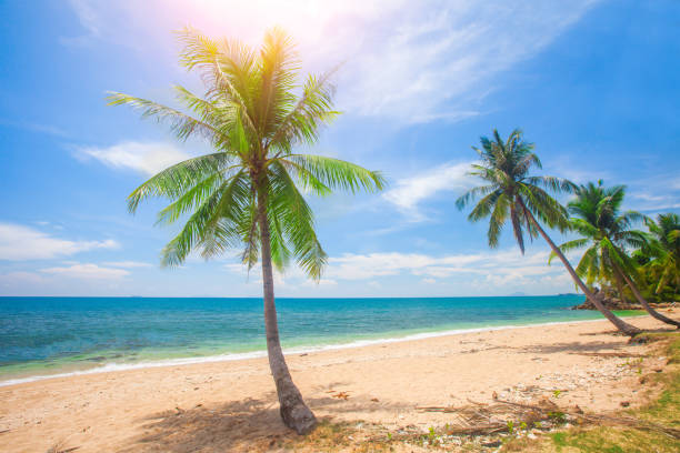 istock tropical beach with coconut palm 915032278