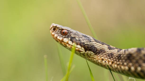 Viper berus Relatively thick-bodied, adults usually grow to 60 cm (24 in) in total length (including tail), with an average of 55 cm (22 in). Maximum size varies by region. The largest, at over 90 cm (35 in), are found in Scandinavia; specimens of 104 cm (41 in) have been observed there on two occasions. common adder stock pictures, royalty-free photos & images