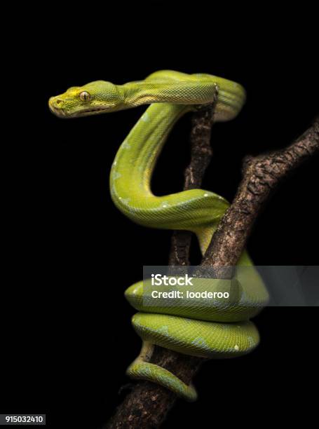 Morelia Viridis Stock Photo - Download Image Now - Snake, Green Color, Tree