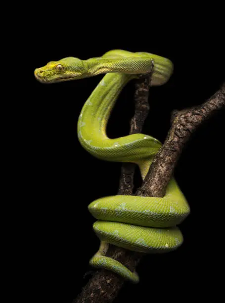 The green tree python (Morelia viridis) is a species of python native to New Guinea, islands in Indonesia, and Cape York Peninsula in Australia. Described by Hermann Schlegel in 1872, it was known for many years as Chondropython viridis. As its name suggests, it is a bright green snake that can reach 2 metres in length and 1.6 kg in weight, with females slightly larger and heavier than males.