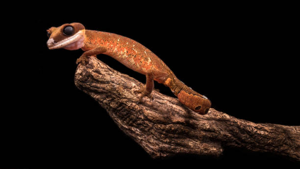 aeluroscalabotes felinus - gecko animal night wildlife imagens e fotografias de stock
