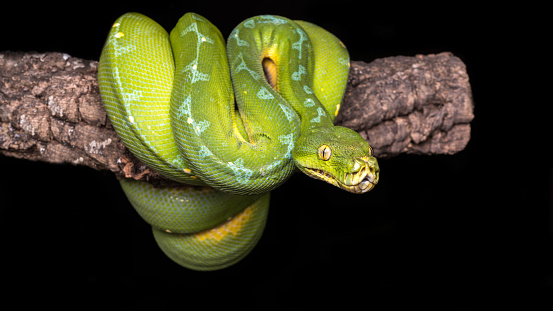 Close-up portrait of an emerald tree boa wrapped on a tree branch looking around