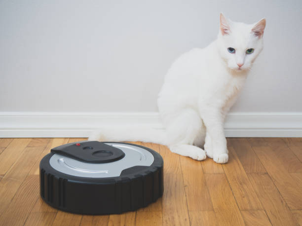 istock Black robotic vacuum cleaner and white cat. 915032718