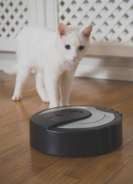 istock Black robotic vacuum cleaner and white cat. 915032740