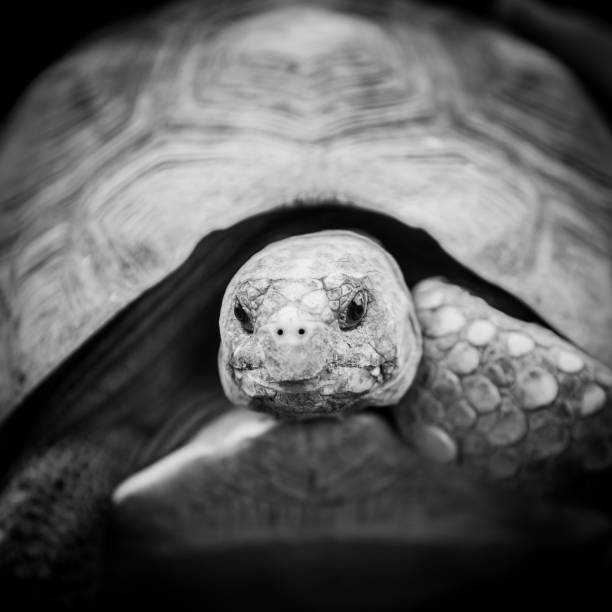 istock Turtle Close-up in Black and White 915038070