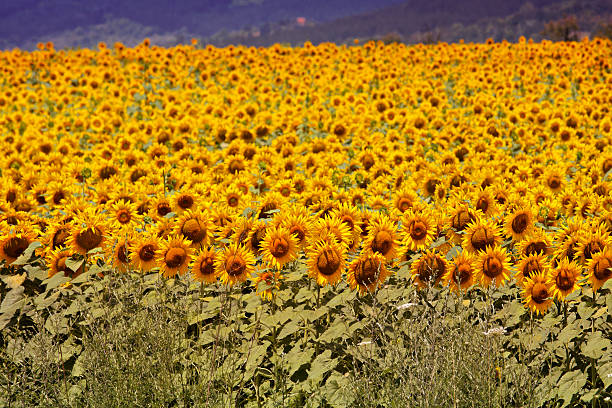 ブルガリア sunflowers - 5493 ストックフォトと画像