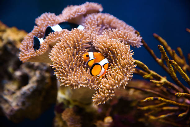 istock Clownfish with anemone coral 915038982