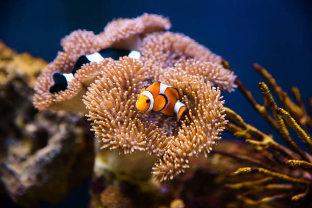 istock Clownfish with anemone coral 915038986
