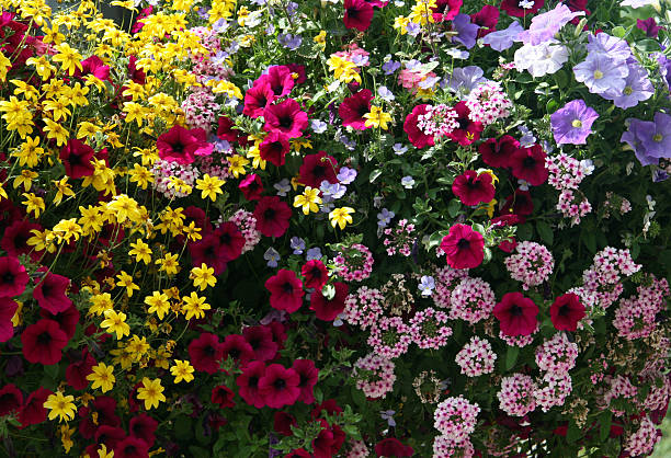 istock Group of Flowers 91503900