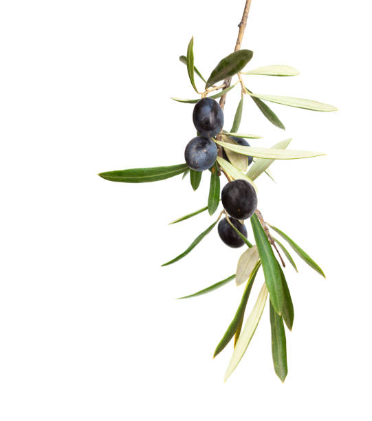 natural rama de olivo con aceitunas negras y hojas aisladas sobre fondo blanco - olive branch fotografías e imágenes de stock