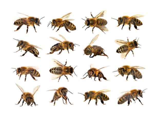 istock group of bee or honeybee on white background, honey bees 915041304
