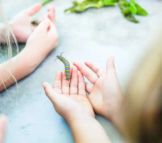 Child holds a Monarch butterfly caterpillar in small hands with care