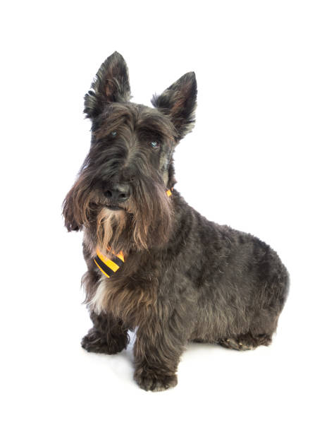 istock Black scottish Terrier with yellow tie 915041448
