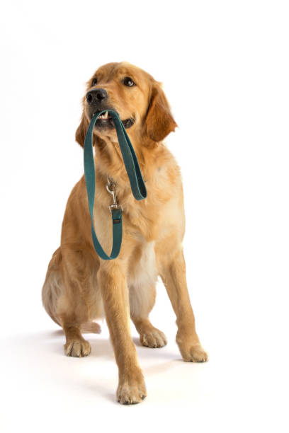istock Golden retriever hold his leash in the mouth 915041480