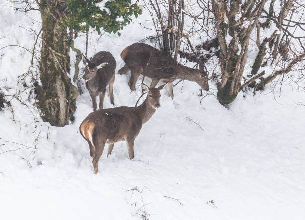 istock deer and chamois in the snow! 915041494