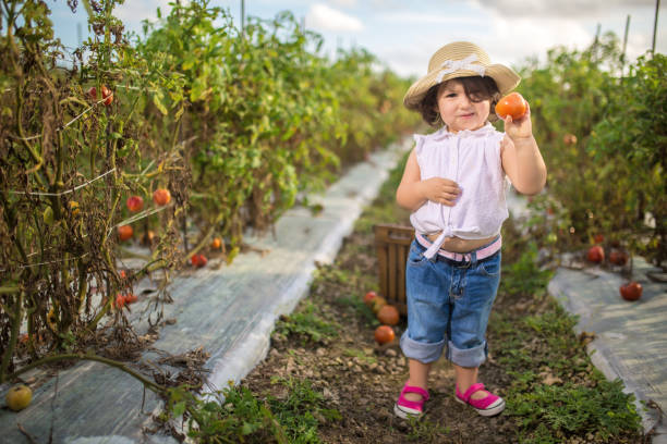 istock Little girl in tomato field 915042344