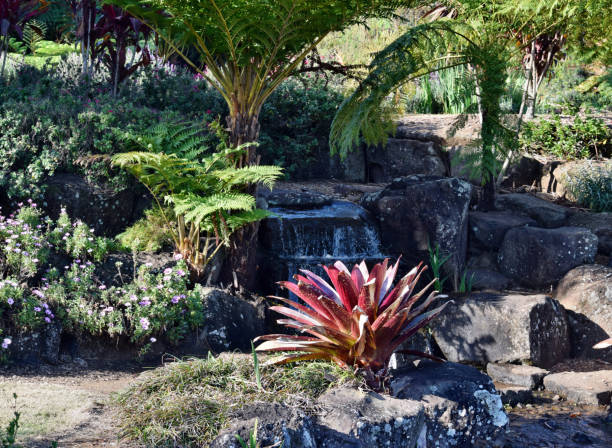 istock Aechmea alcantarea growing in the garden 915044456