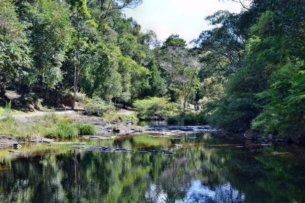 istock Beautiful Gardners Falls in Maleny 915044848