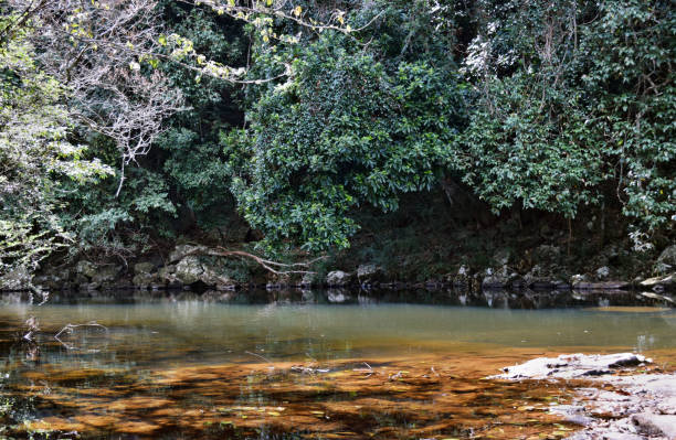 istock Beautiful Gardners Falls in Maleny 915044968