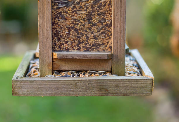 istock Bird house with bird feed 915045090