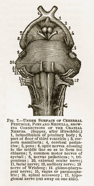 istock Under Surface of the Human Cerebral Medulla Engraved Illustration, 1880 915045186