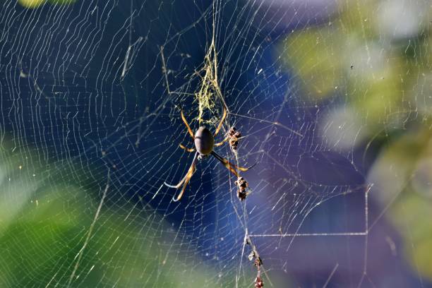 istock Golden orbweaver spider (Nephila clavipes) 915045632