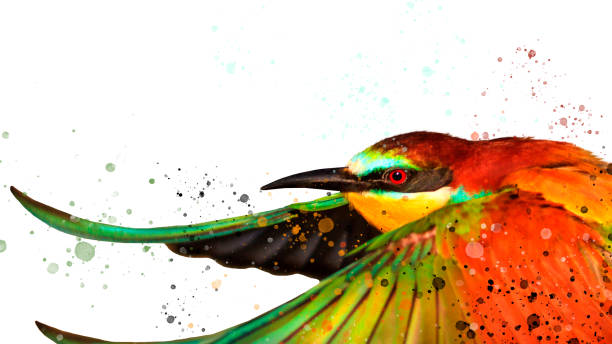 istock colorful bird and watercolor spray on white 915045916