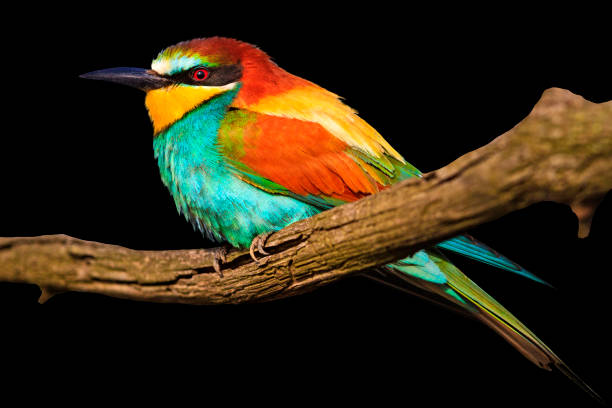 istock exotic bird on branch isolated on black 915045974
