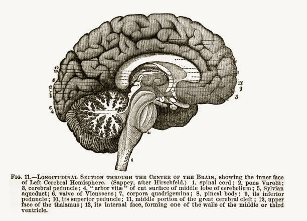 istock Longitudinal Section Through the Center of the Human Brain Engraved Illustration, 1880 915046078