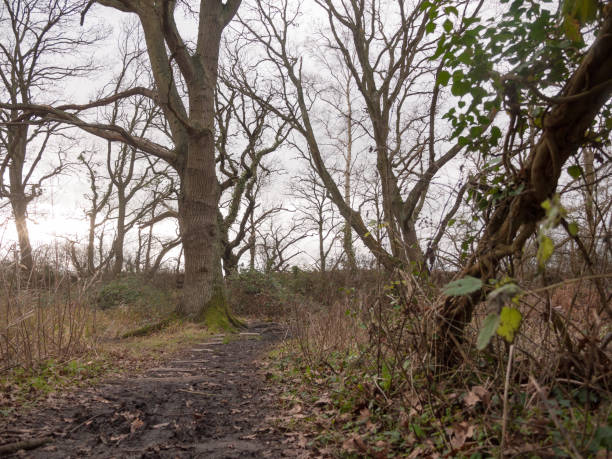 istock stone squares path forest nature floor mud dirt trees autumn winter 915046408