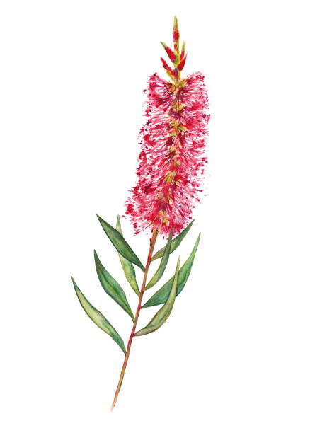 ilustrações de stock, clip art, desenhos animados e ícones de bottlebrush flower illustration - australian culture illustrations