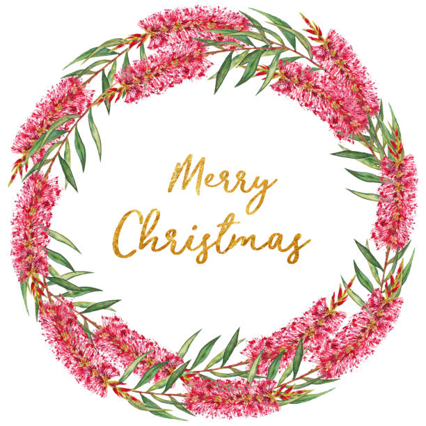 Bottlebrush flower wreath with Merry Christmas text Festive Christmas floral wreath with hand painted watercolor Bottlebrush flowers. Red and green colored design with gold glitter Merry Christmas text. australian culture stock illustrations