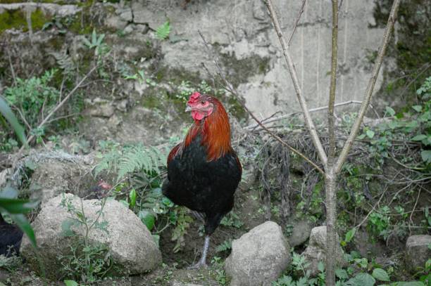 istock Isolated rooster in the garden (Yunnan, China) 915051784