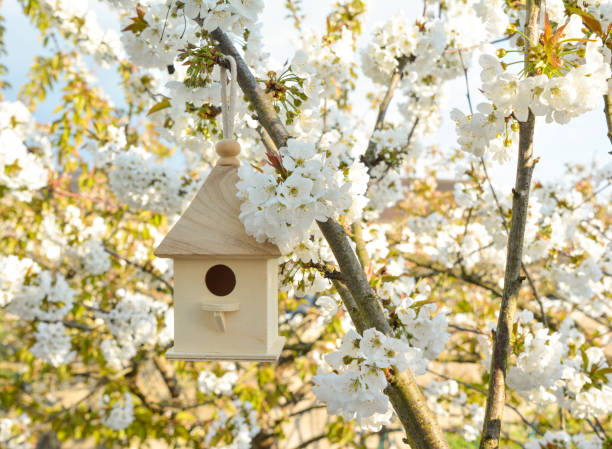 istock Birdhouse in Spring with blossom cherry flower 915052178