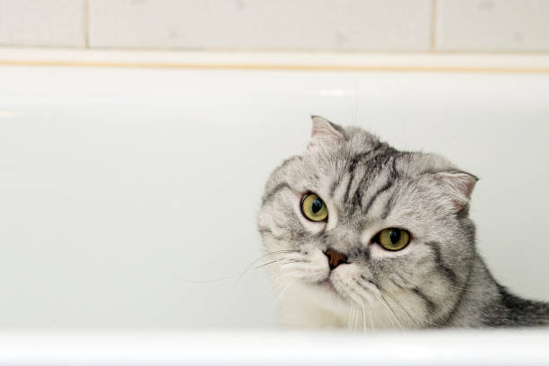 istock Gray Cat Scottish Fold in the Bathroom 915052378