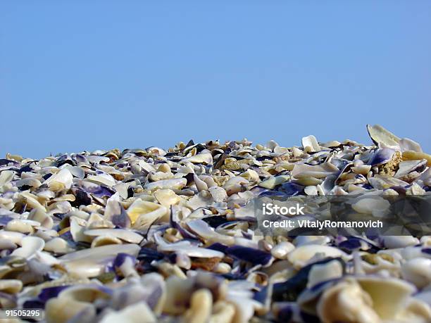 Muszla Morska Beach - zdjęcia stockowe i więcej obrazów Bez ludzi - Bez ludzi, Biały, Fotografika